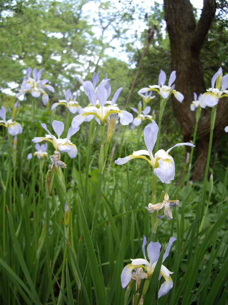 Perennial Seeds